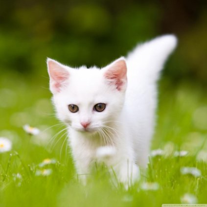 Jedlý papír  KOTĚ