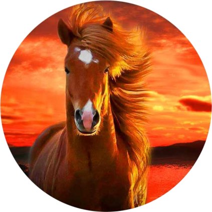 Jedlý papír  KŮŇ