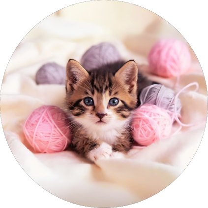 Jedlý papír kočka - kotě