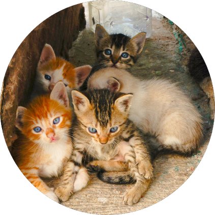 Jedlý papír koťáta