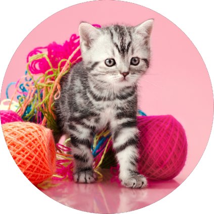 Jedlý papír koťátko