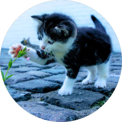 Jedlý papír koťátko