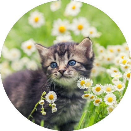 Jedlý papír koťátko