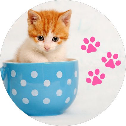 Jedlý papír koťátko v hrnečku