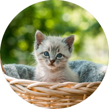 Jedlý papír koťátko v košíčku