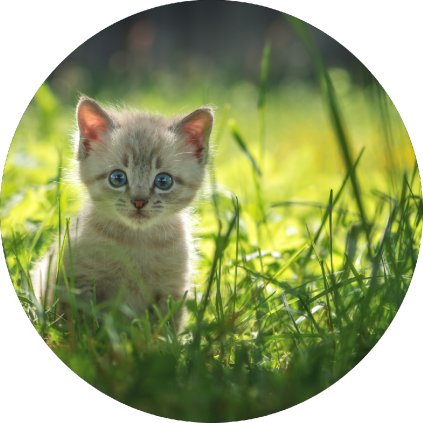 Jedlý papír koťátko v trávě