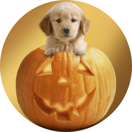 Jedlý papír HALLOWEEN
