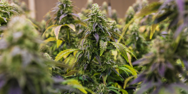 Jak uchovávat květy konopí (sušinu)?