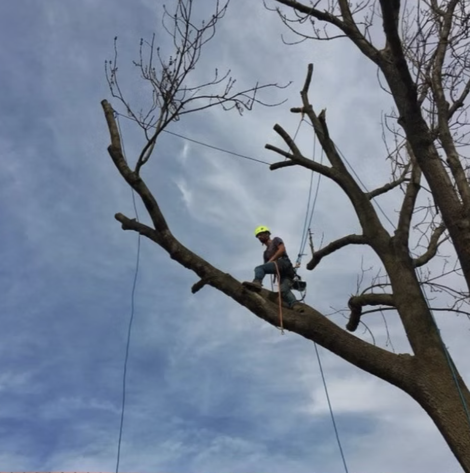 Arboristika a rizikové kácení stromů