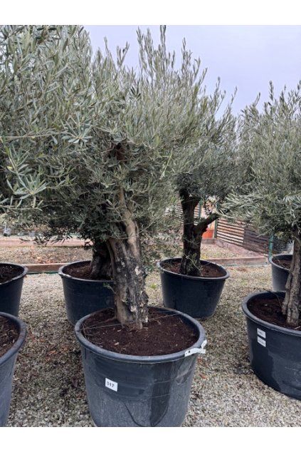 Olivovník / Olea Europea L60/80 