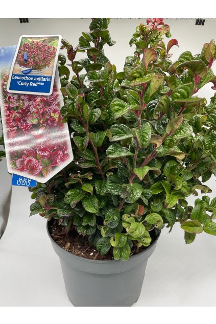 Leucothoe axillaris ´Curly Red

 
  