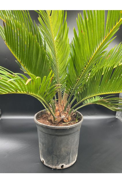 CYCAS REVOLUTA