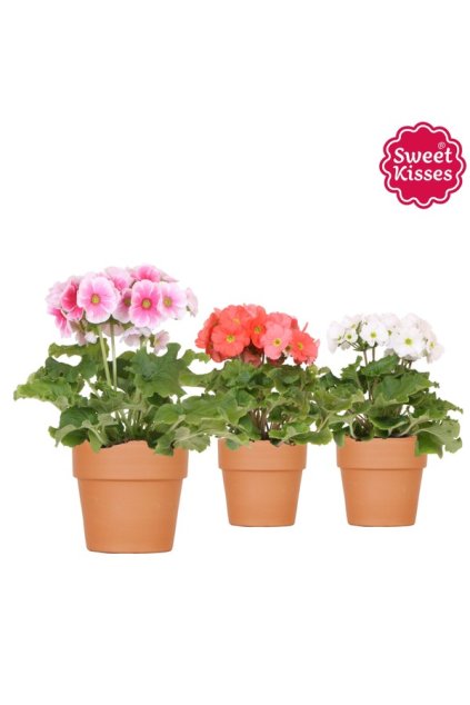 Primula obc. Touch Me + pot terracotta