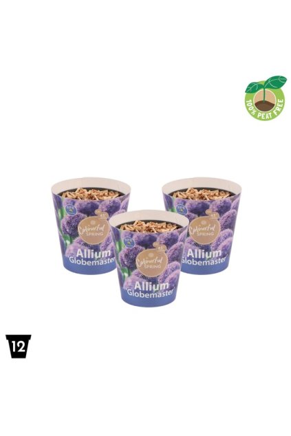 Allium Globemaster