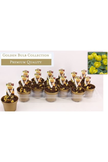 Eranthis hyemalis -jarný zlatý kvet