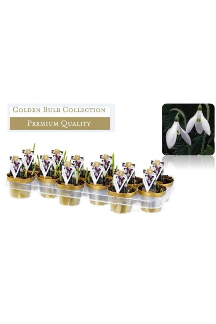 Galanthus nivalis Elwesii - Snežienka