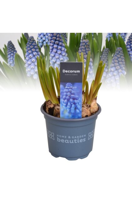 Muscari Big Smile Extra - Modrica