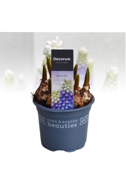 Muscari Emmy Extra - Modrica