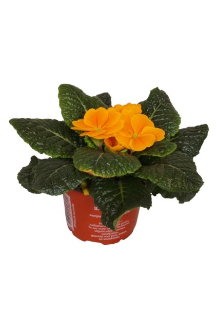 Primula acaulis – prvosienka (oranžová)
