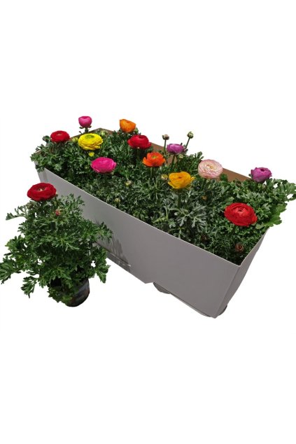 Ranunculus as mix - iskerník (farebný mix)