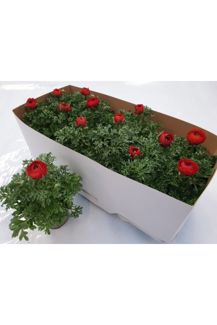 Ranunculus asiaticus – iskerník (červený)