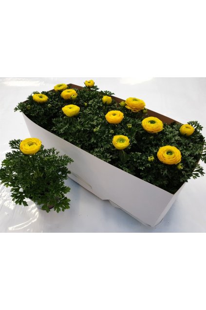 Ranunculus asiaticus – iskerník (žltý)