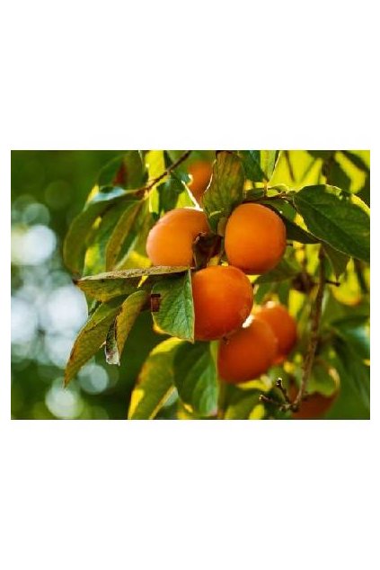 Hurmikaki /KAKI 10l objem kvetináča 10l