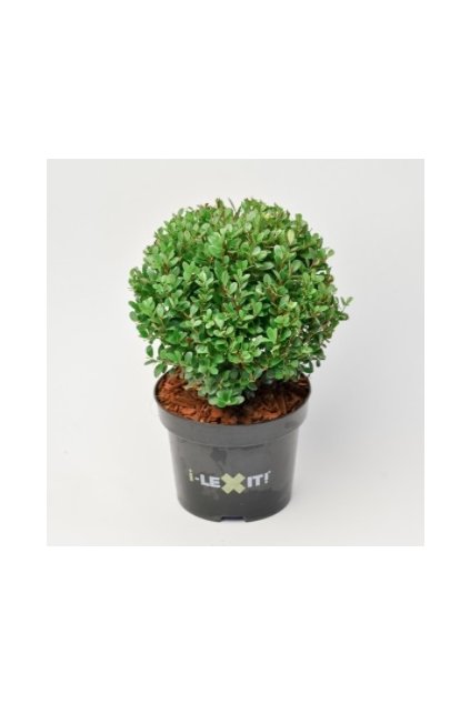 Ilex cren. ´Dark Green´