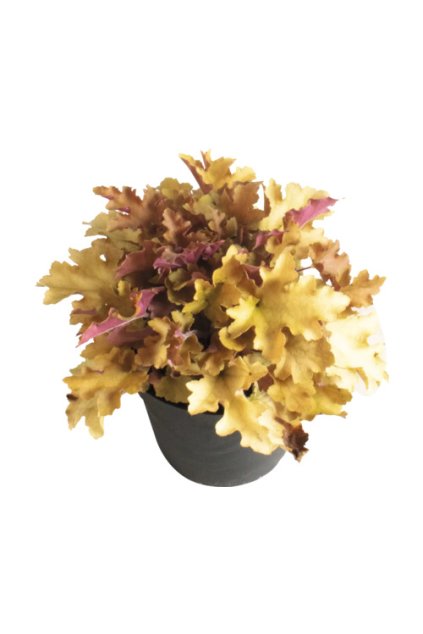 Heuchera Indian Summer Orange