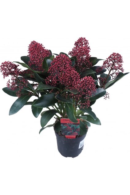 Skimmia japonica. ´Rubella´