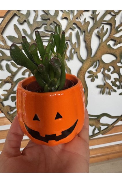 Succulents Scary Halloween ceramic