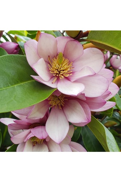 Magnolia Fairy Blush 1
