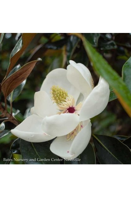 Magnolia grand. ´Little Gem´