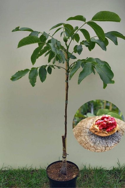 young red fruited walnut tree juglans regia red ri
