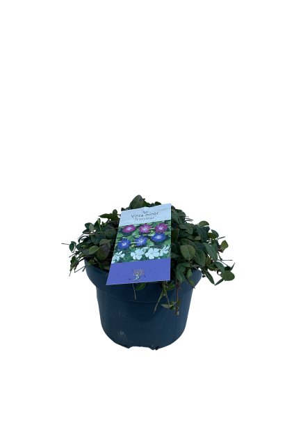 Untitled design (21)