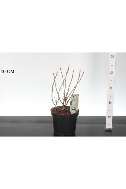 Hydrangea arb. ´Annabelle´ / Hortenzia