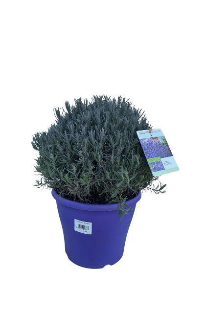 Untitled design (12)