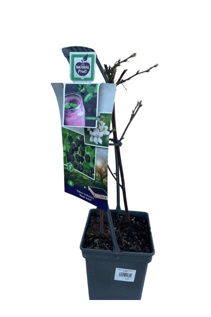 Untitled design (17)