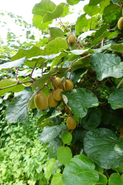 Actinidia chinensis 'Jenny'
