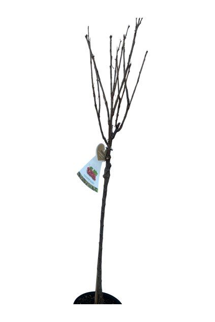 Untitled design (14)