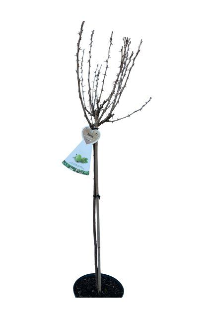 Untitled design (11)