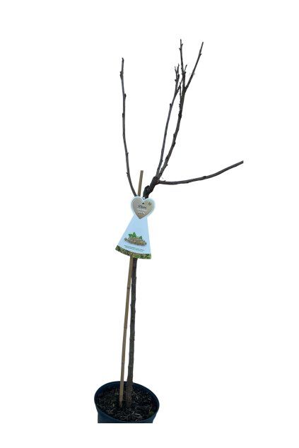 Untitled design (15)