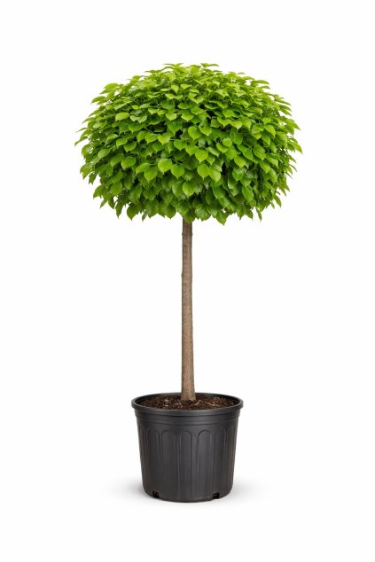 42CC035D E98F 4801 9405 C0D81417E236