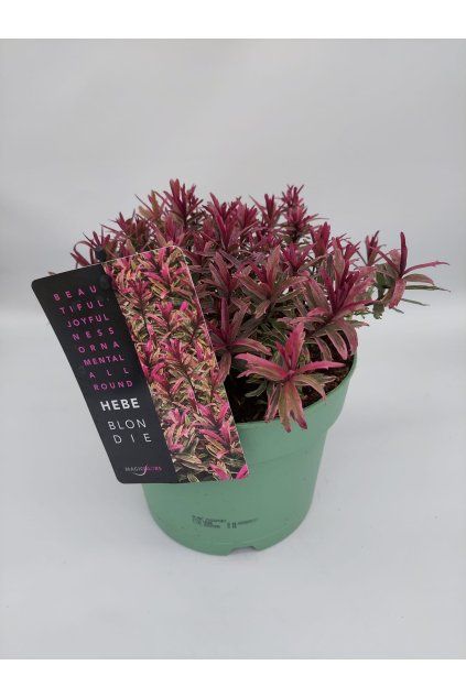 bc50dba4 df41 4791 abdd 94f92a6fd2b9