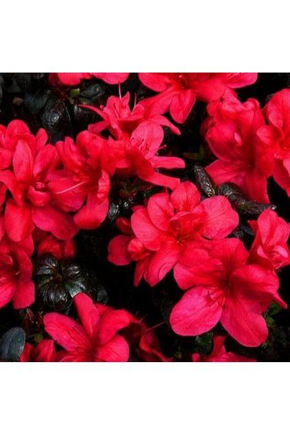 Rododendron Maruschka 2