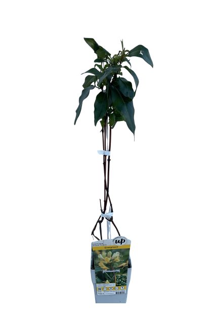 Untitled design (20)