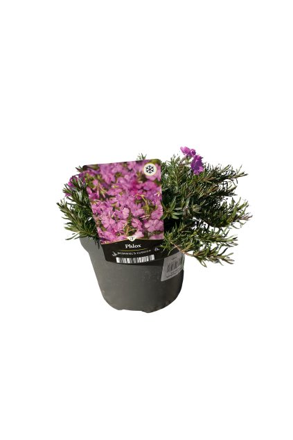 Untitled design (51)