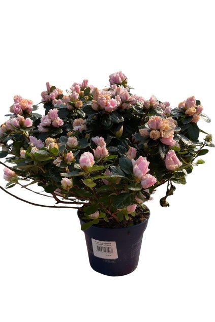 Untitled design (52)