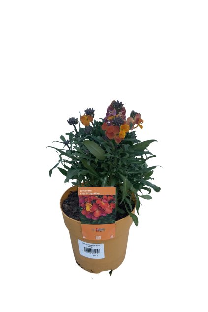 Untitled design (45)