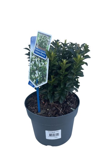 Untitled design (40)